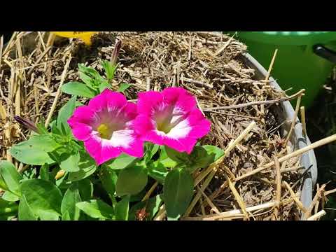 Видео: Обзор моего мобильного огорода, 27 апреля 2025 года.
