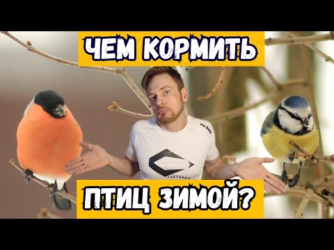 Видео: Чем кормить птиц зимой!