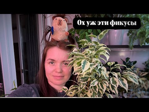 Видео: Ох уж эти фикусы| ОБЗОР КОЛЛЕКЦИИ | февраль