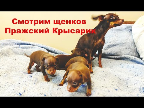Видео: Щенки Пражский Крысарик.