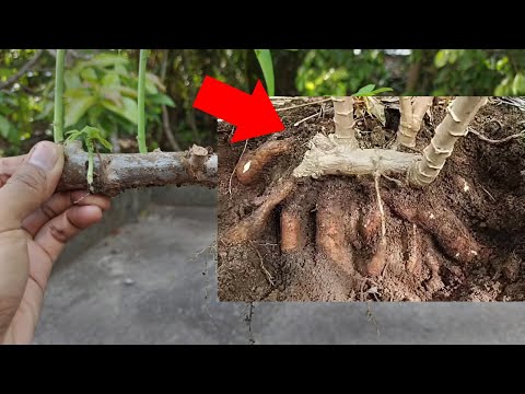 Видео: Большинство людей не знают этот метод выращивания маниоки