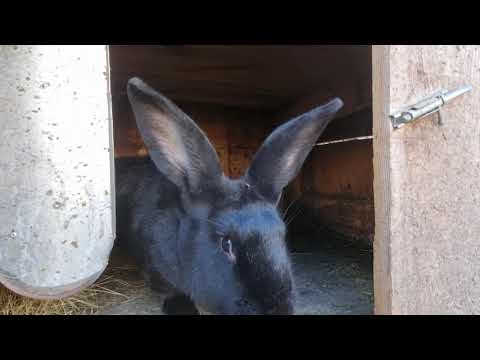 Видео: кролики