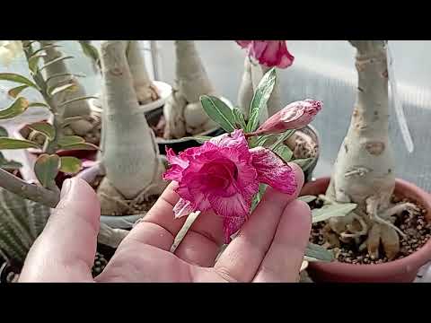 Видео: Адениумы 14 августа. Бал цветов!