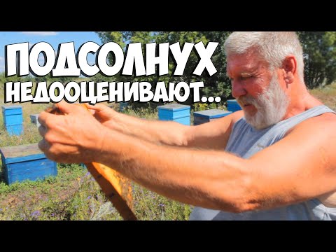 Видео: Мед из подсолнуха недооценивают.  Пчеловодство 2020. Пчеловодство для начинающих