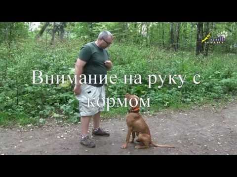 Видео: Дрессировка щенка, команда ко мне,упражнения на внимание и подзыв собаки