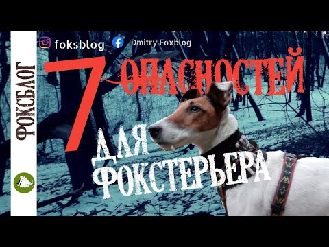 Видео: 7 смертельных опастностей для фокстерьера