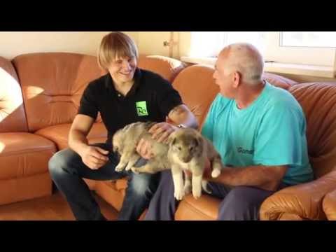 Видео: Как выбрать щенка лайки