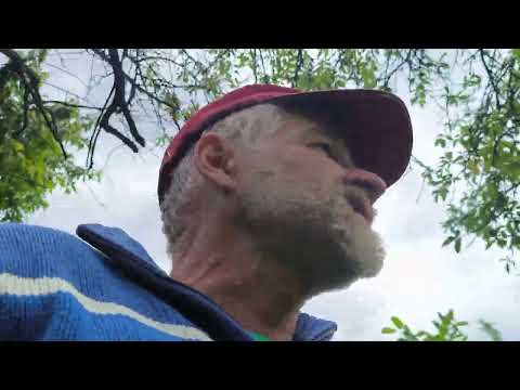 Видео: Слива Стенлей би всички Костилкови по устойчивост на късен мраз и малко дворно разнообразие в Май.