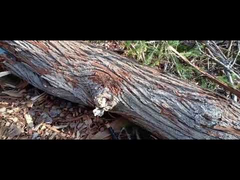 Видео: 20 октября 2024 г.