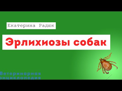 Видео: Эрлихиозы собак