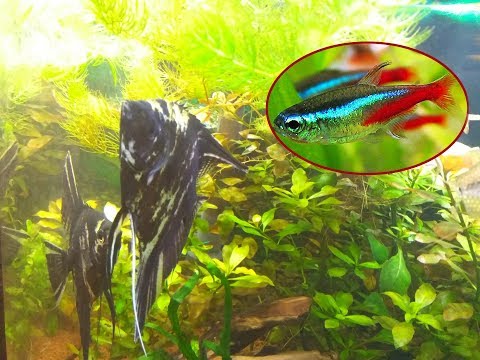 Видео: Совместное содержание неонов и скалярий.