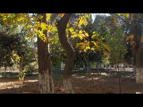 Видео: Тепли дни ноября,прогулка с мамой в парке 1ноября 2025 