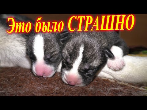 Видео: •🔥🔥Я думал, что эти щенки НЕ ВЫЖИВУТ🔥🔥•