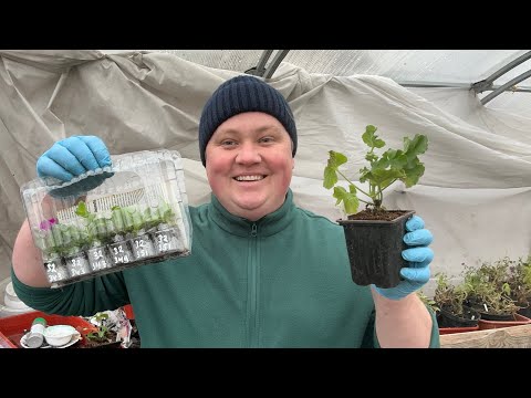 Видео: ПОЛУЧИЛ НОВИНКИ ВЕГЕТАТИВНЫХ СОРТОВ 😍 