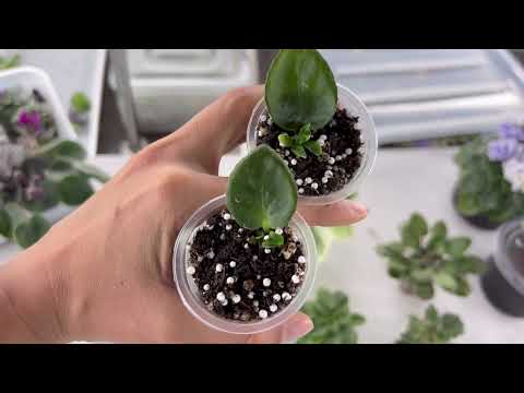 Видео: Продажа фиалок из Новокузнецка за 4.08.25 ватсап +79089505440