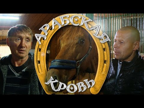 Видео: «Арабская» кровь. Кто и зачем разводит породистых скакунов в Татарстане?