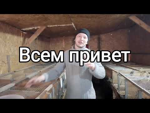 Видео: Определяем молочность крольчих🐰🐰