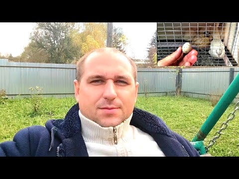 Видео: Перепёлки.Что нового в хозяйстве.