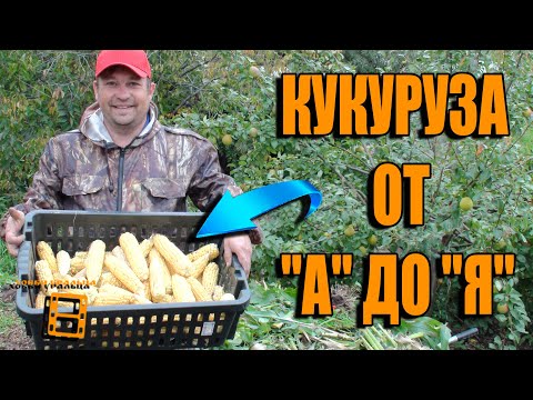 Видео: КАК ВЫРАСТИТЬ КУКУРУЗУ В ОТКРЫТОМ ГРУНТЕ В ЗОНЕ РИСКОВАННОГО ЗЕМЛЕДЕЛИЯ  САД ОГОРОД И ТЕПЛИЦА
