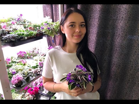 Видео: Репортаж про мою коллекцию фиалок от команды Пушкино Медиа| 3 стеллажа, более 100 растений в доме