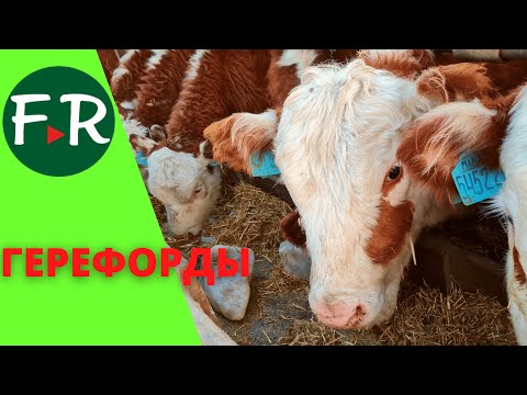 Видео: Растениеводство и животноводство. Герефордская порода скота. Зимнее содержание мясного КРС.