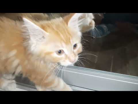 Видео: Вотак веселится сема играет и просит поесть