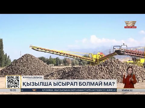 Видео: Жамбыл облысы қант қызылшасын рекордтық көлемде жинап жатыр