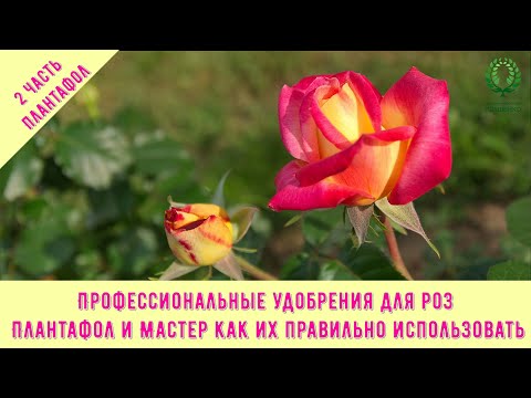 Видео: Проф. удобрения для роз.2-ч. Плантафол и Мастер- как их правильно использовать. Питомник Е. Иващенко