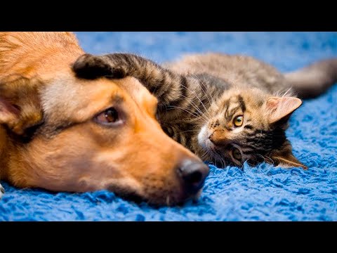 Видео: Я РЖАЛ ДО СЛЕЗ 😹 СМЕШНЫЕ КОШКИ И СОБАКИ | СМЕШНЫЕ ЖИВОТНЫЕ 2023 😹 ЛУЧШИЕ ПРИКОЛЫ #79