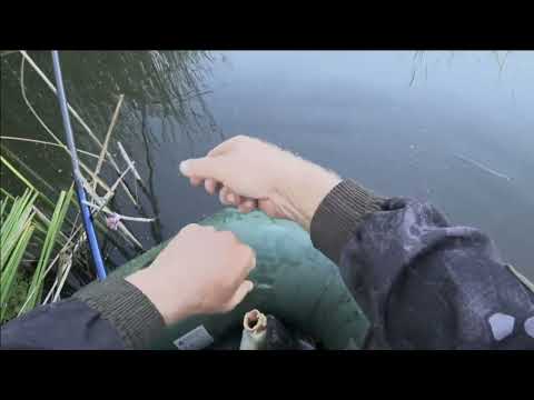 Видео: Таскаю карпа в камышах на боковой кивок....