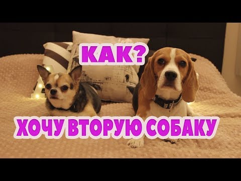 Видео: КАК УГОВОРИТЬ РОДИТЕЛЕЙ НА 2 СОБАКУ!? ЛИЧНЫЙ ОПЫТ!