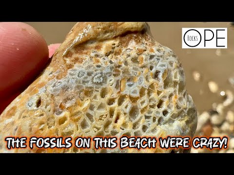 Видео: Поиск древних окаменелостей и камней на пляжах озера Мичиган