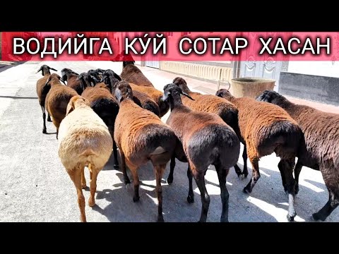 Видео: СУРХОНДАРЁ ДУСОК ЧОРИ ХИСОРИ КУ́ЙЛАРИ КУ́Й ДЕГАНИ БУНДОК БУ́ПТИ