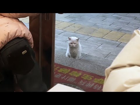 Видео: Тот самый кот, которого прогнали, я вернулась за тобой!