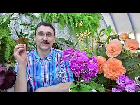 Видео: Полумахровые, махровые, густомахровые цветки.  Причины дефектов у цветков.