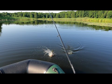 Видео: БОРЬБА С ТРОФЕЙНОЙ ЩУКОЙ !!! БЛАГОРОДНЫЕ ГРИБЫ РАДУЮТ !!!