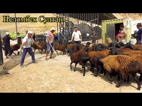 Видео: Молбозори Душанбе оптом Гиссариский овец на прадажу оптовый 2024 г.