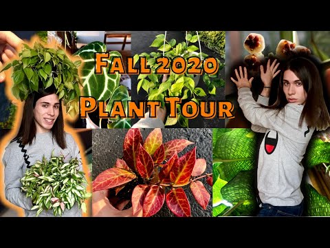 Видео: Экскурсия по осенним растениям 2020 года с ароидами и хойями. Вся моя коллекция растений