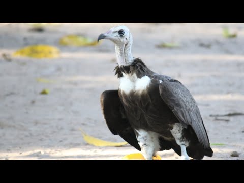 Видео: 6 ноября 2025 г.