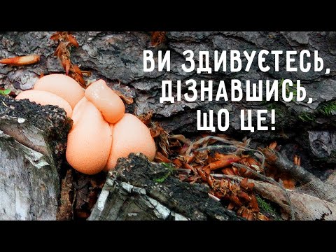 Видео: Чудернацькі гриби і слизовики | Пальці мерця, вовче вим'я, відьмине масло та інші лісові "страшилки"