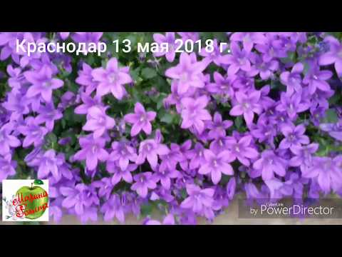 Видео: Томатное дерево. Посадка.