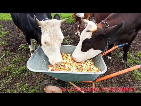 Видео: Живём в деревне/Наше хозяйство/Коровы/Козы/Индюки...