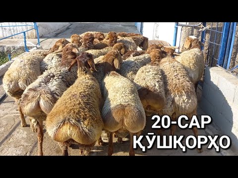 Видео: молбозор худжанд Баррачаҳои бе оча қушқорҳо бо нархи дастрас ба фуруш баромад мачинский порода