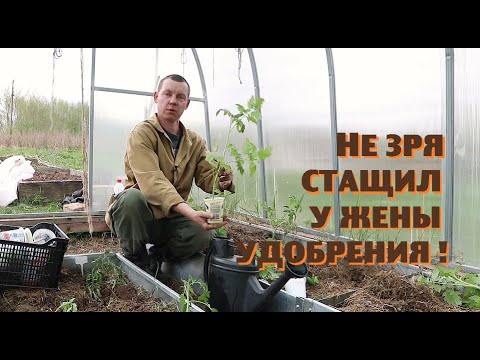 Видео: Помидорные деревья и картофель в грядах - залог рекордного урожая?