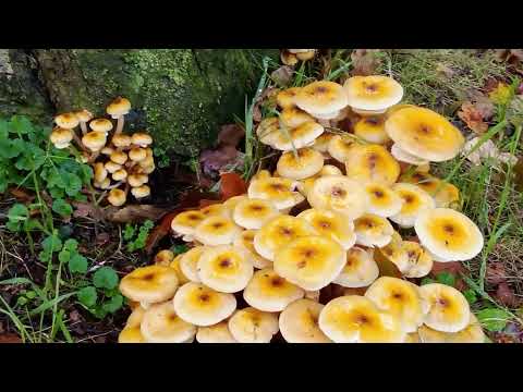 Видео: 28 октября 2025 г.