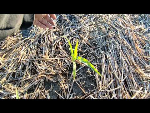 Видео: No-till кукурудза або шок для класиків