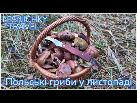 Видео: Польські гриби у листопаді