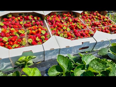Видео: Ремы 🍓Первые сборы