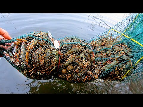 Видео: По МЕШКУ Раков в КАЖДОЙ Раколовке + ЩУКА - это Просто ЖЕСТЬ...! Закрытие Весеннего Сезона!!