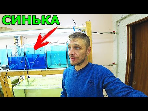 Видео: Зачем я влил столько синьки что вся личинка пропала